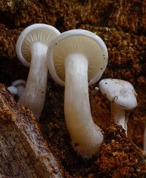 Image of Clitocybe truncicola (Peck) Sacc. 1887