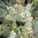 Image of New York Mountain cryptantha