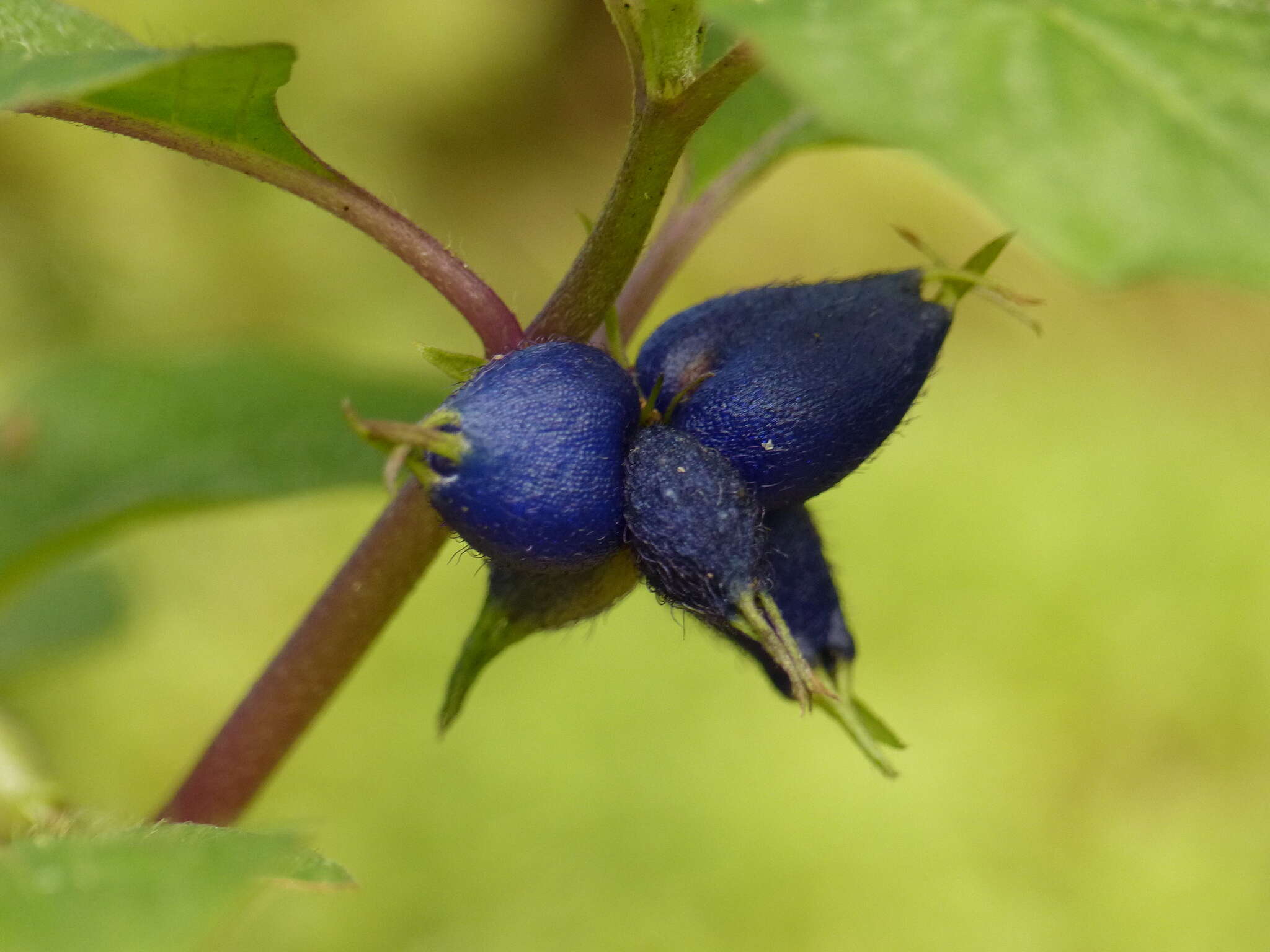 Image of yerba de guava