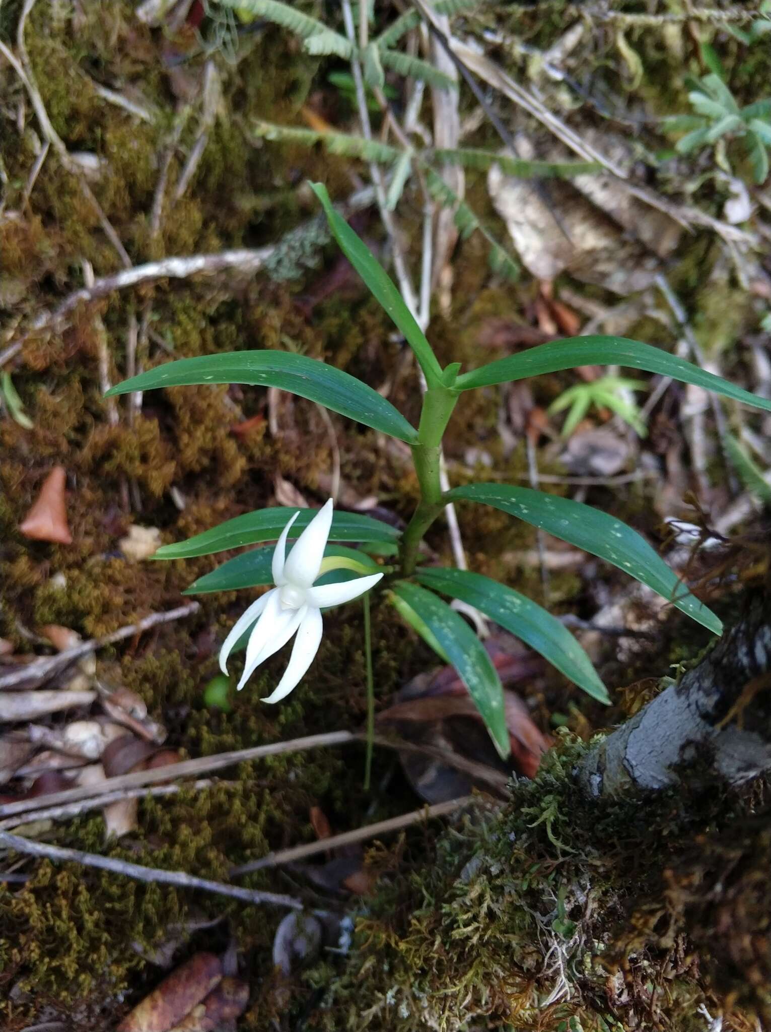 Image de Angraecum mauritianum (Poir.) Frapp.