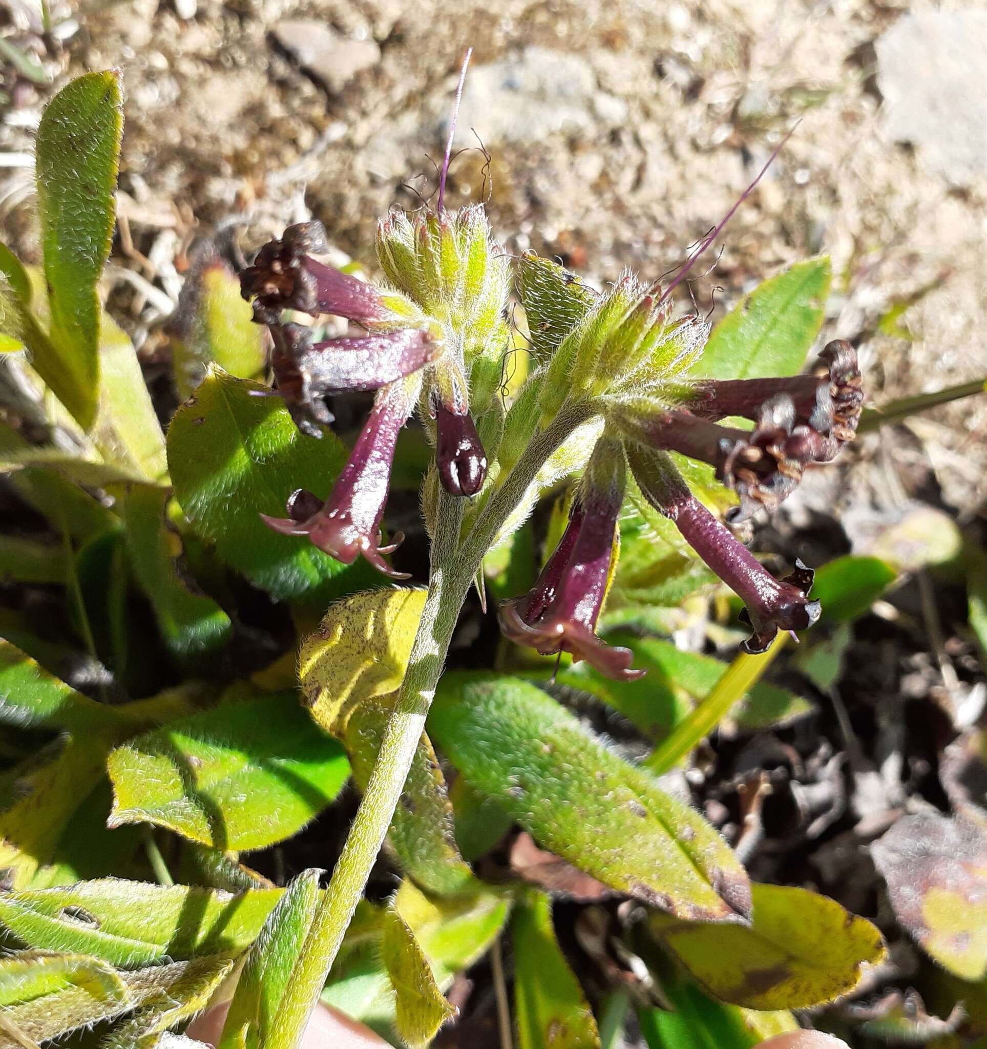 Image of Myosotis macrantha (Hook. fil.) Benth. & Hook. fil.