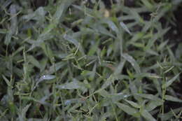 Image of Sprawling Liverseed Grass