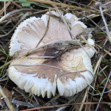 Image of Lepiota rubrotinctoides Murrill 1912