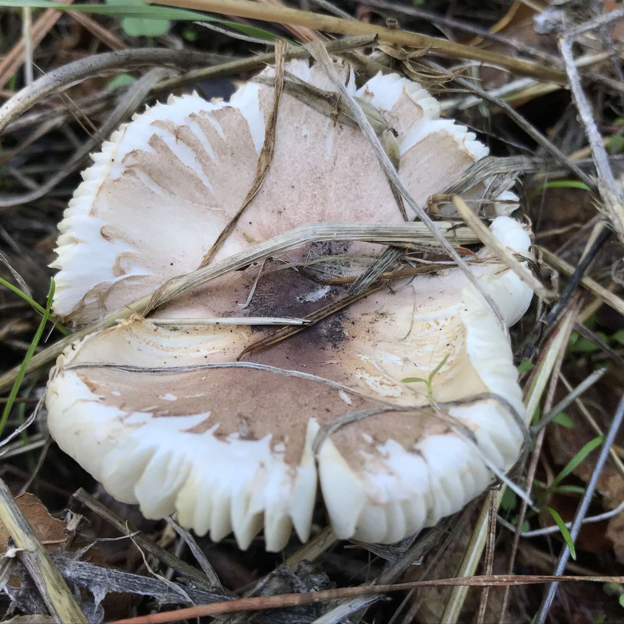 Lepiota rubrotinctoides Murrill 1912 resmi