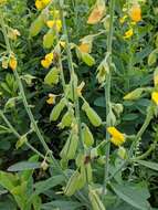 Image of showy crotalaria