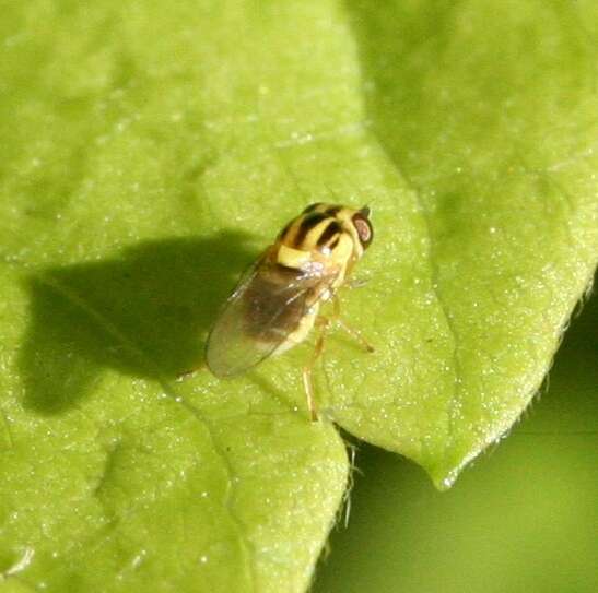 Image of Chloropid fly