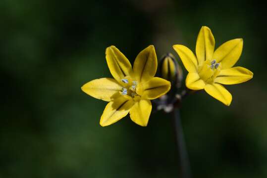 Image of Coast Range triteleia