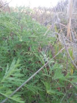 Image of slimleaf bur ragweed