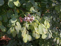 Imagem de Dalbergia lactea Vatke