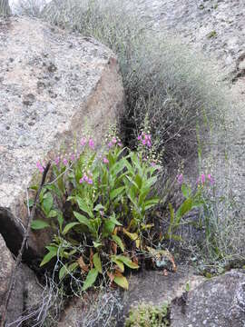 Image of Spanish digitalis