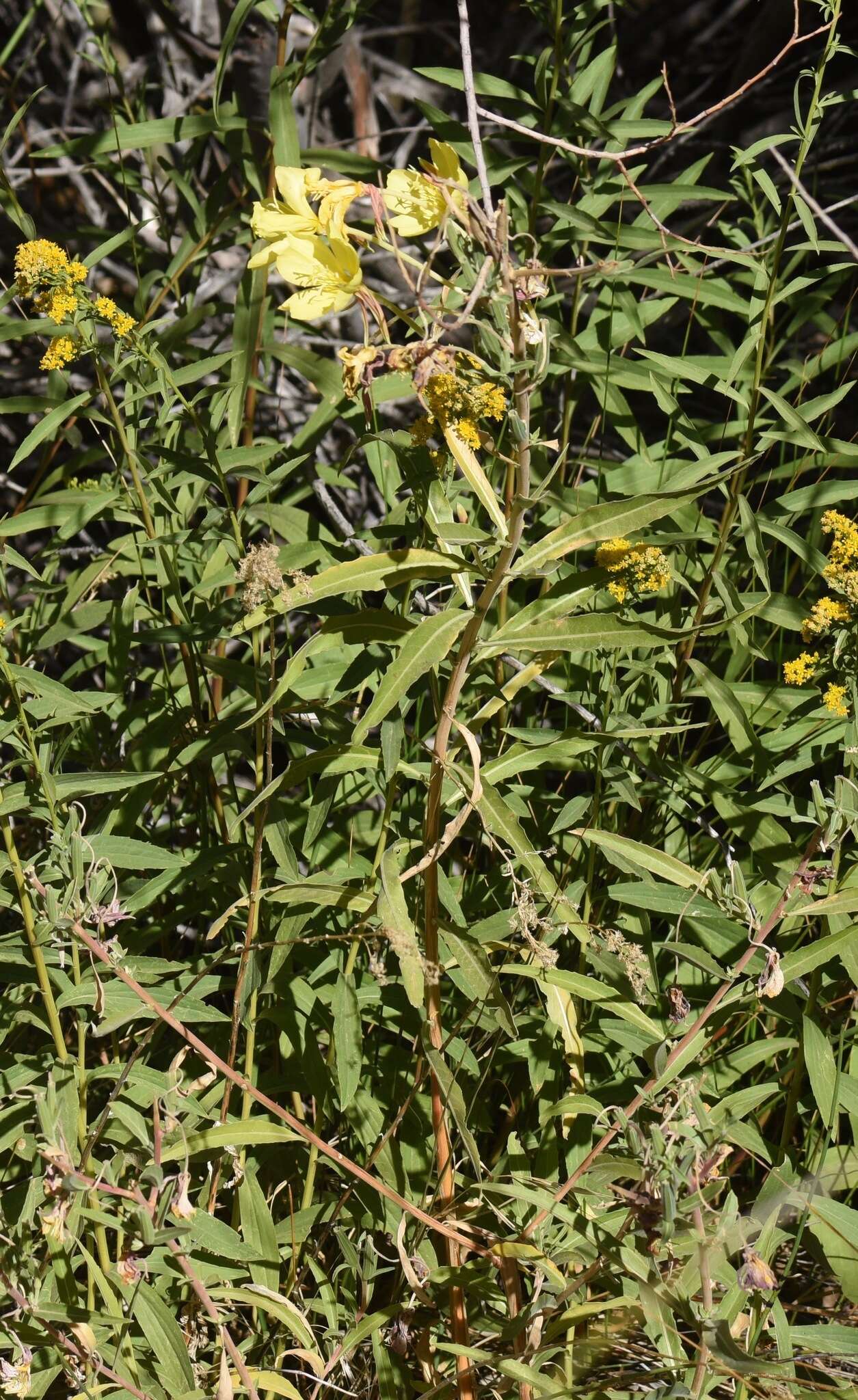 Imagem de Oenothera elata subsp. hirsutissima (A. Gray ex S. Wats.) W. Dietrich