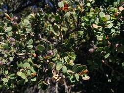 Sivun Leptospermum glaucescens S. Schauer kuva