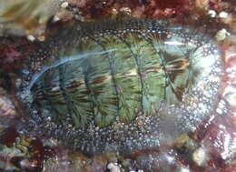 Image of Woody Chiton