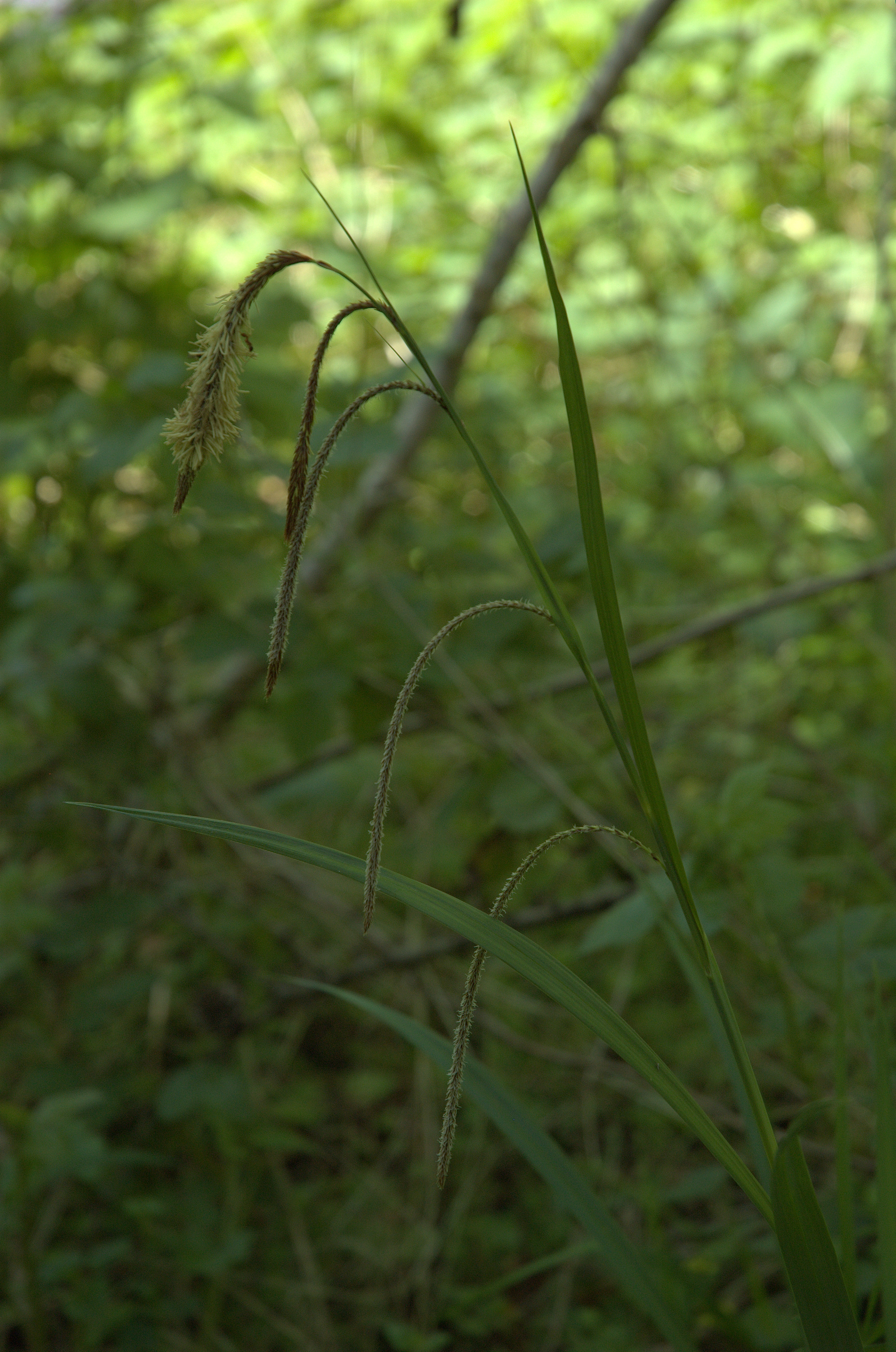 Carex pendula (rights holder: Bas Kers (NL))