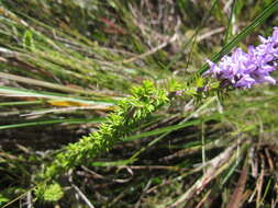 Image of Cunila galioides Benth.