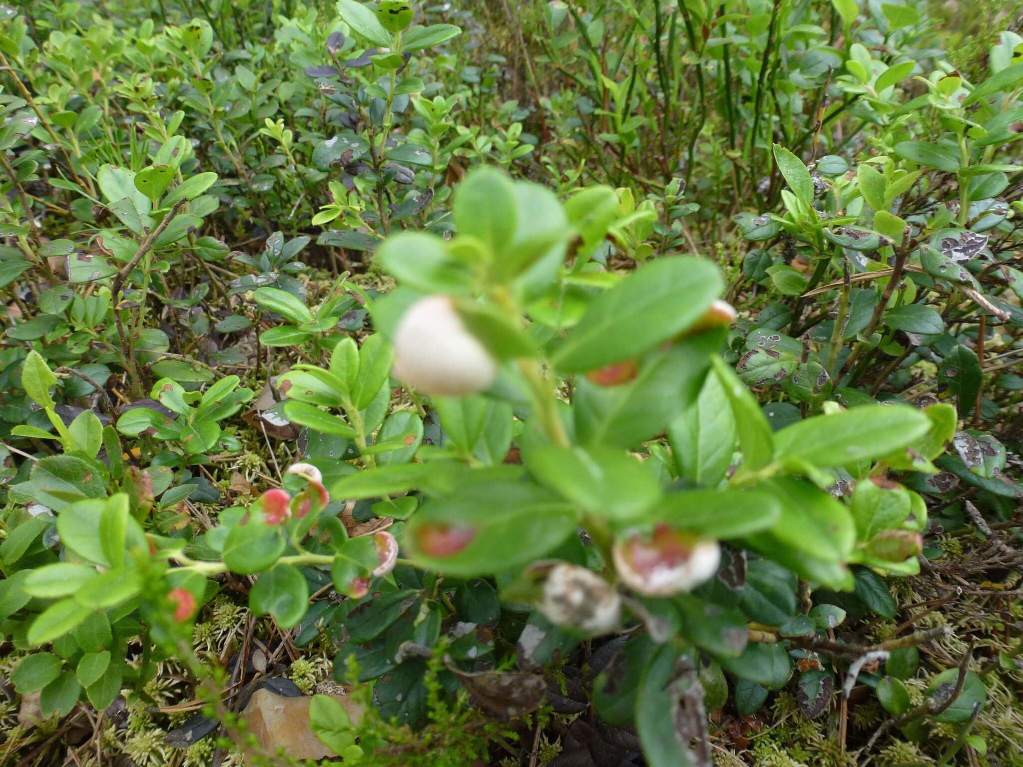 Image of Exobasidium vaccinii (Fuckel) Woronin 1867