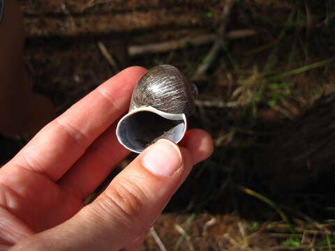 Image of Florida Applesnail