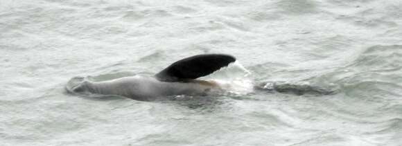 Image of Guadalupe Fur Seal