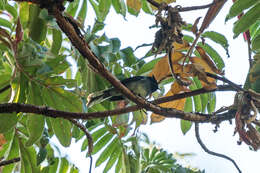 Image of White-tailed Crested Flycatcher