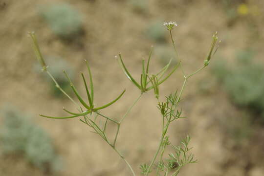 Imagem de Scandix australis L.