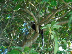 Image of Wied's Black-tufted-ear Marmoset