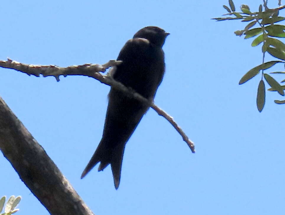 Image of Psalidoprocne pristoptera holomelas (Sundevall 1850)