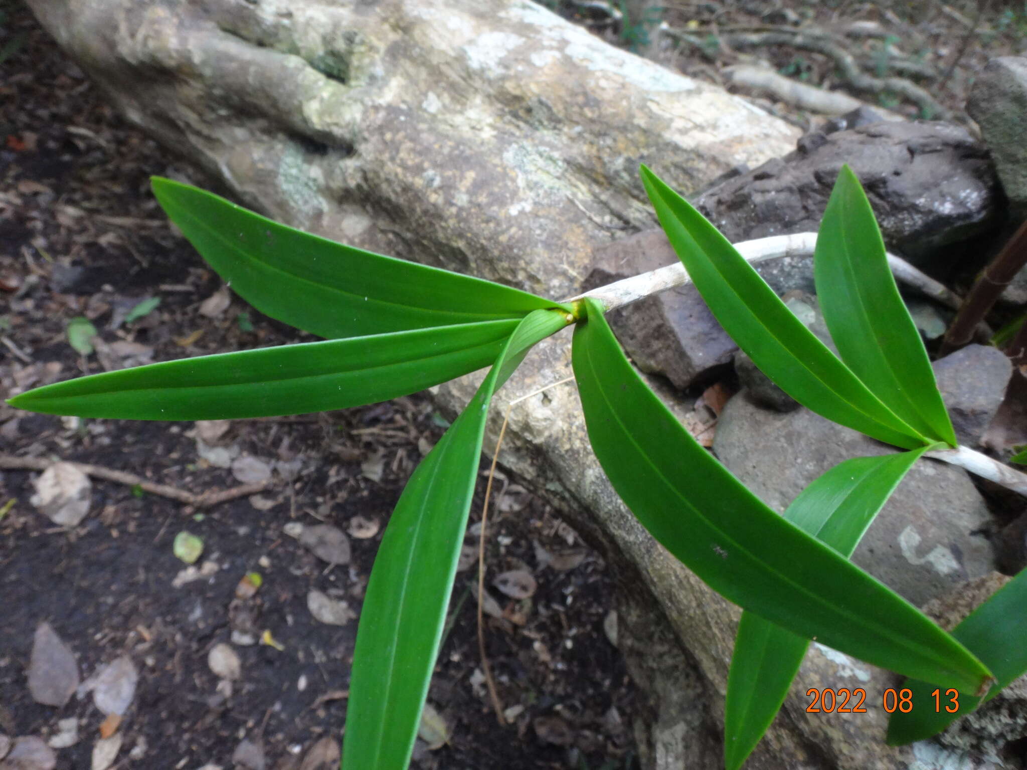 Image of Dendrobium gracilicaule var. howeanum Maiden