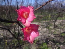 Imagem de Gladiolus meridionalis G. J. Lewis