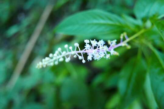 Image of Venezuelan pokeweed