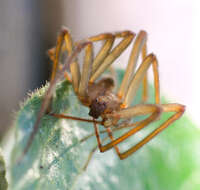Image of Chilean recluse