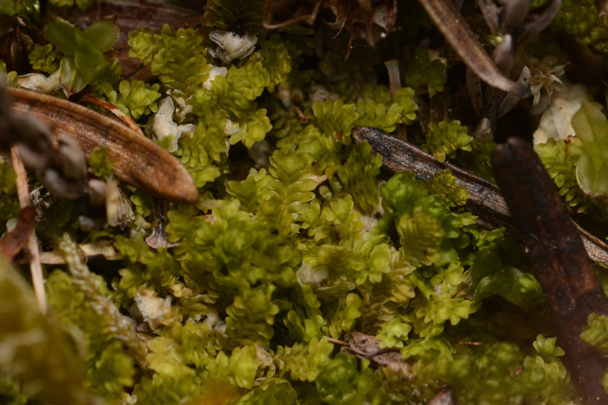 Image of Diplophyllum taxifolium (Wahlenb.) Dumort.