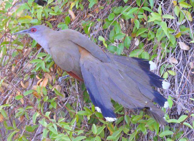 Image of Cuban Lizard-cuckoo