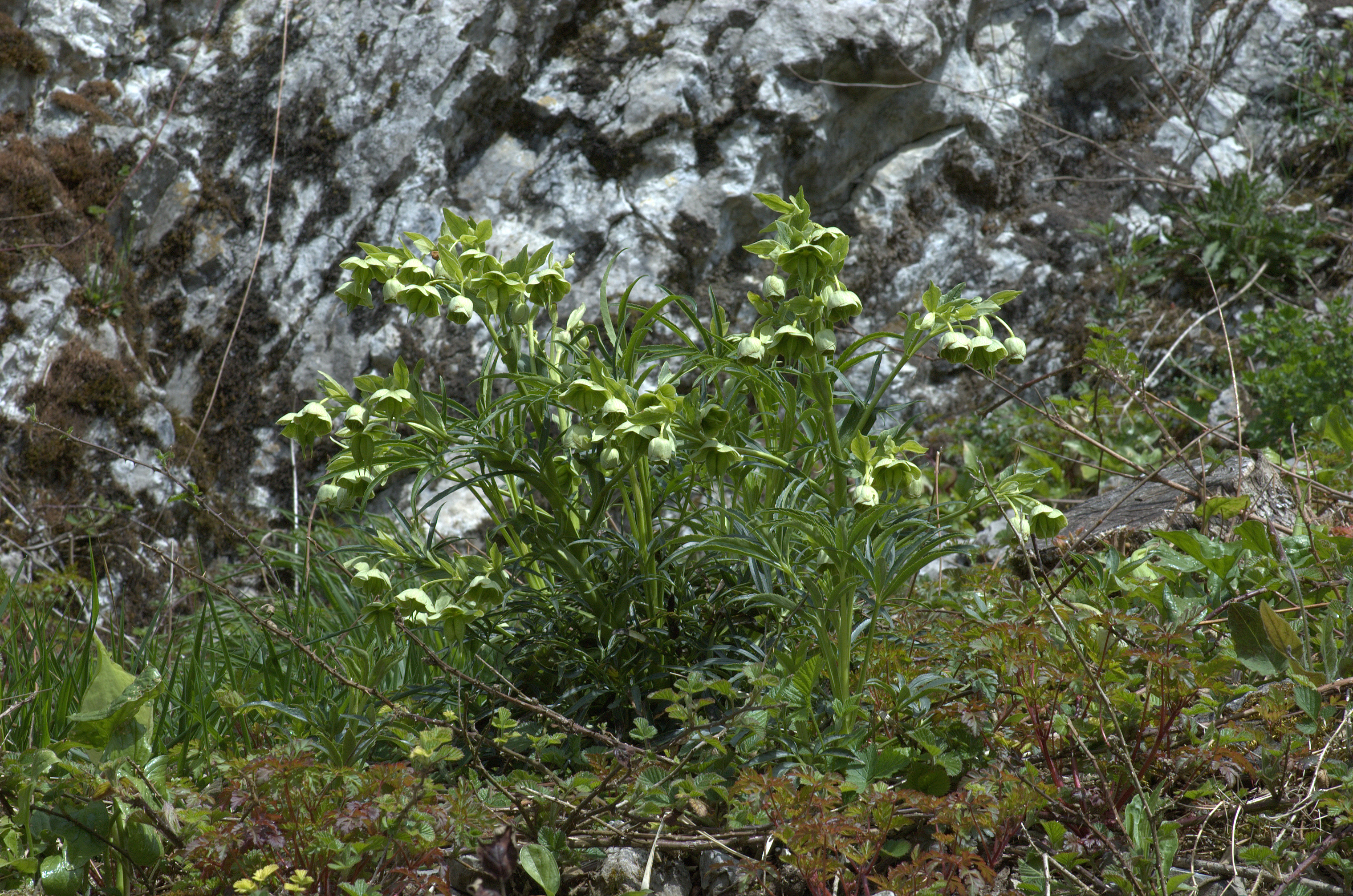 Helleborus foetidus (rights holder: Bas Kers (NL))