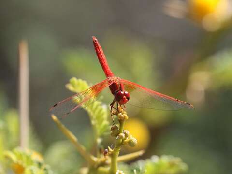 Imagem de <i>Trithemis kirbyi ardens</i> Gerstaecker 1891