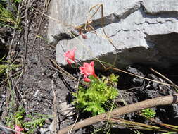 Image of Gladiolus oreocharis Schltr.