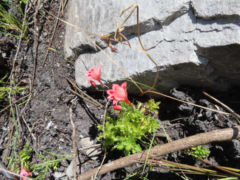 Слика од Gladiolus oreocharis Schltr.