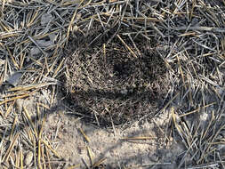 Image of Mammillaria melanocentra subsp. melanocentra