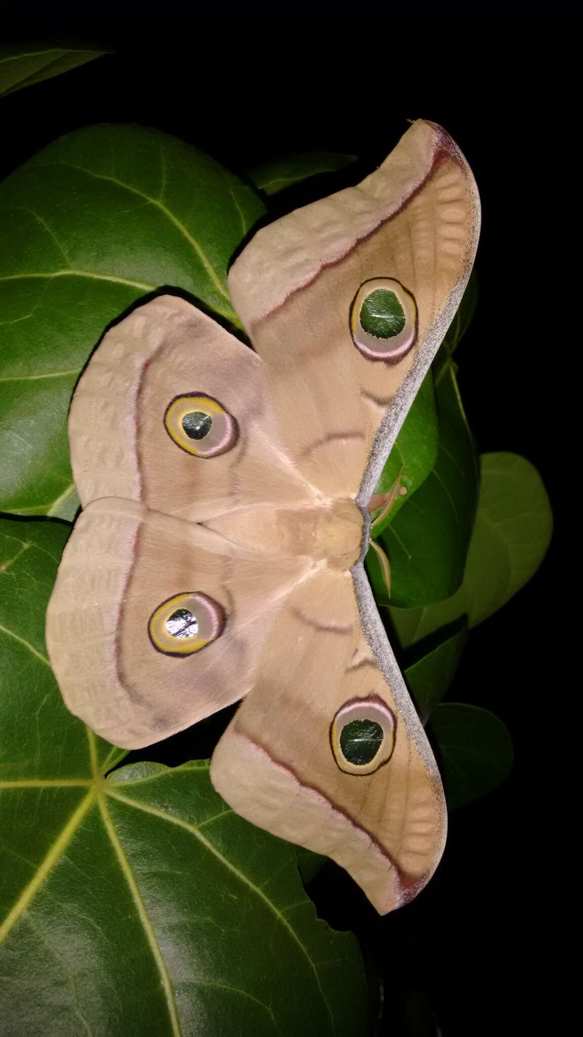 Image of Tasar Silk Moth