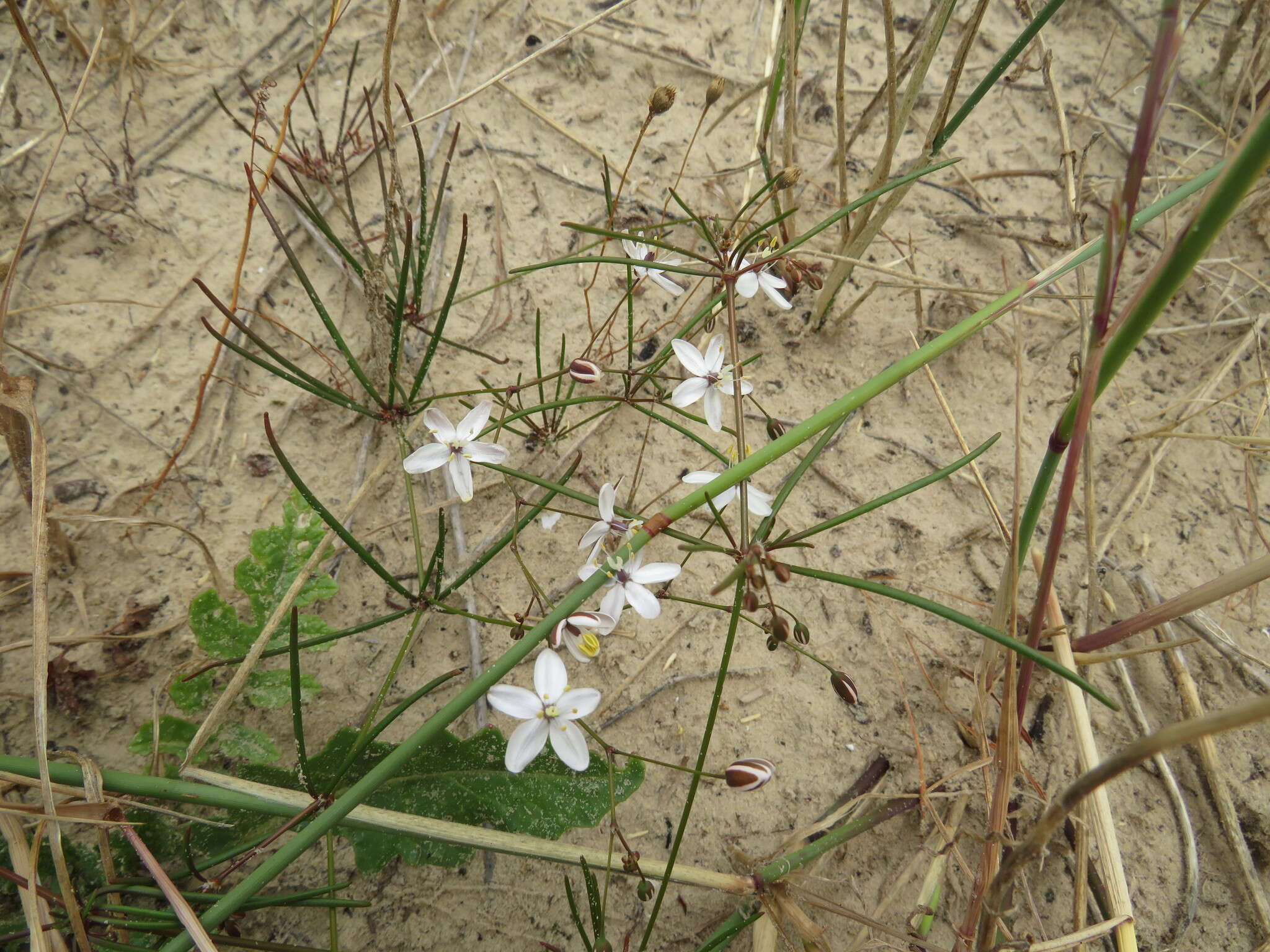 Image of Pharnaceum lineare L. fil.