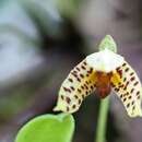 Masdevallia mutica Luer & R. Escobar的圖片