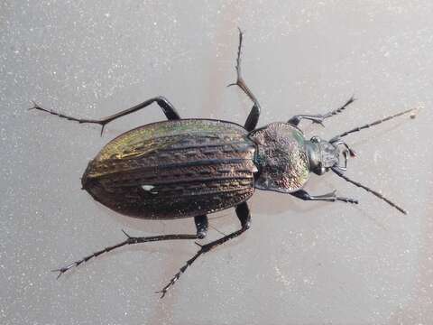 Image of Carabus (Macrothorax) rugosus celtibericus Germar 1824