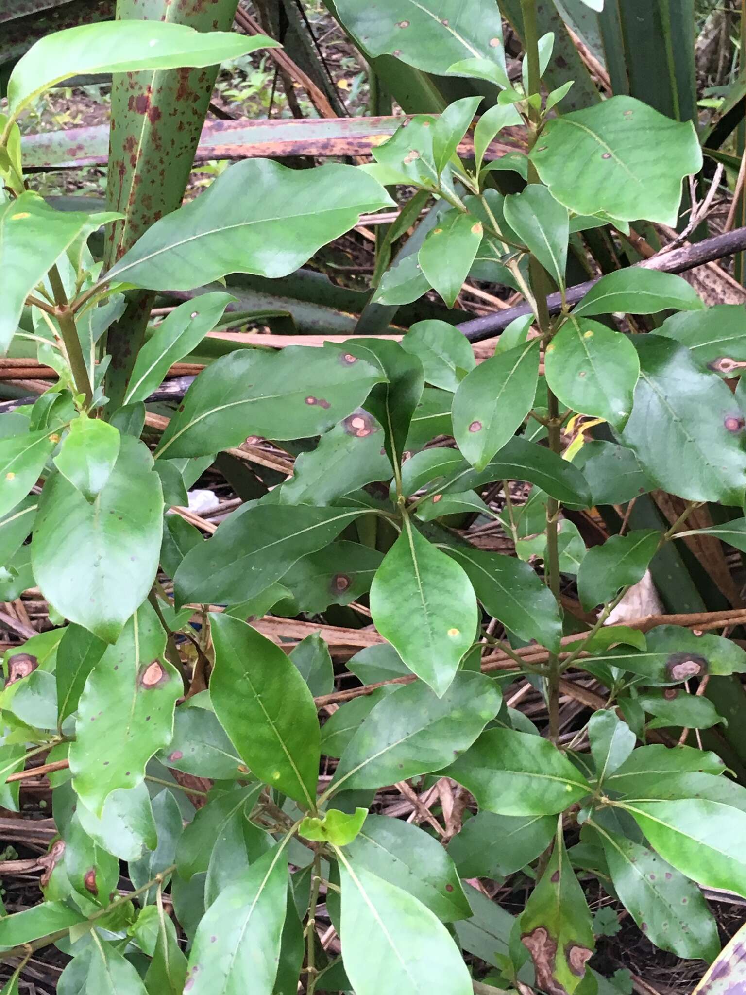 Image of Coprosma macrocarpa Cheeseman