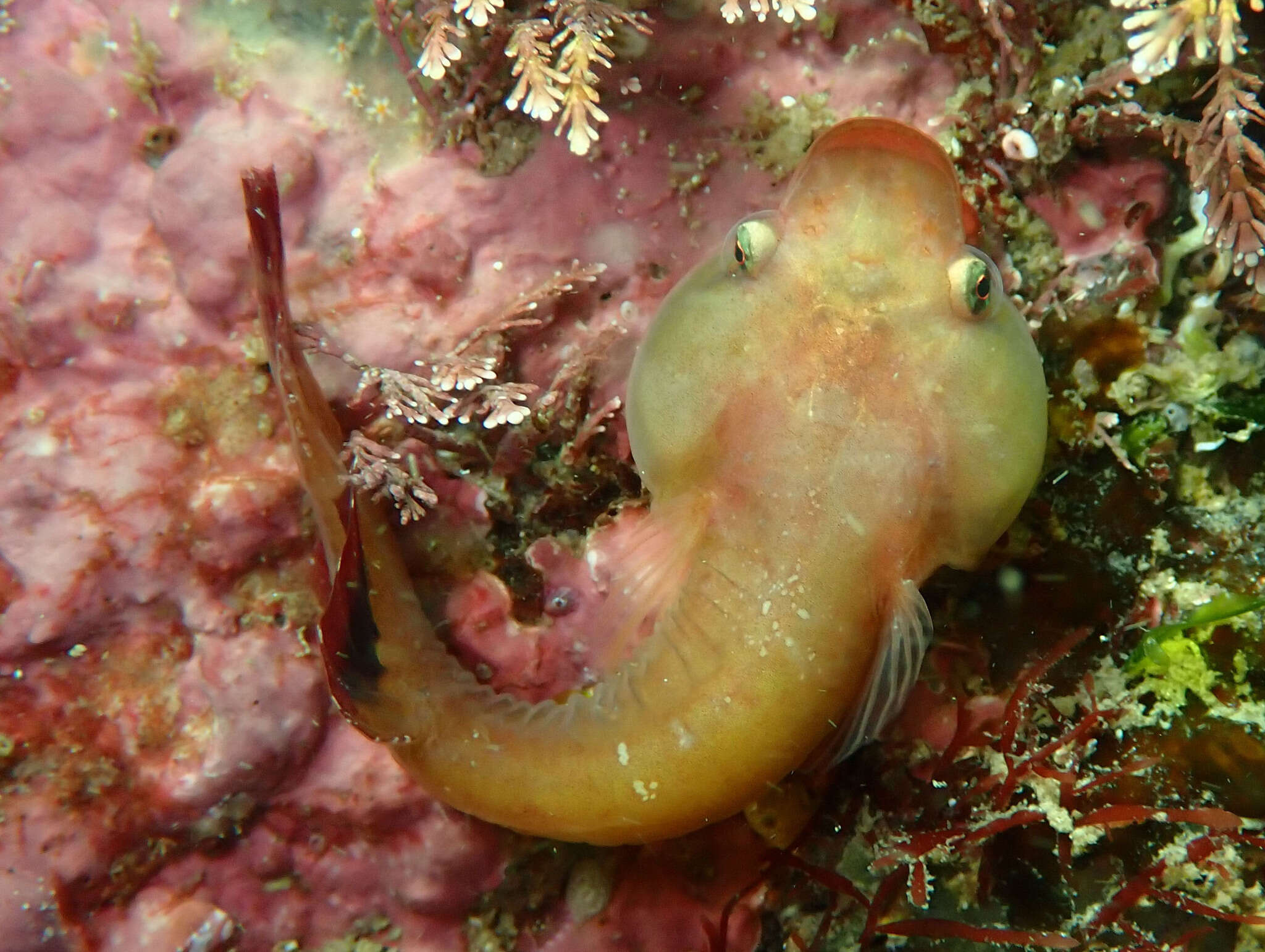 Image of Small-headed clingfish