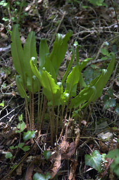 Image of Hart's tonguefern