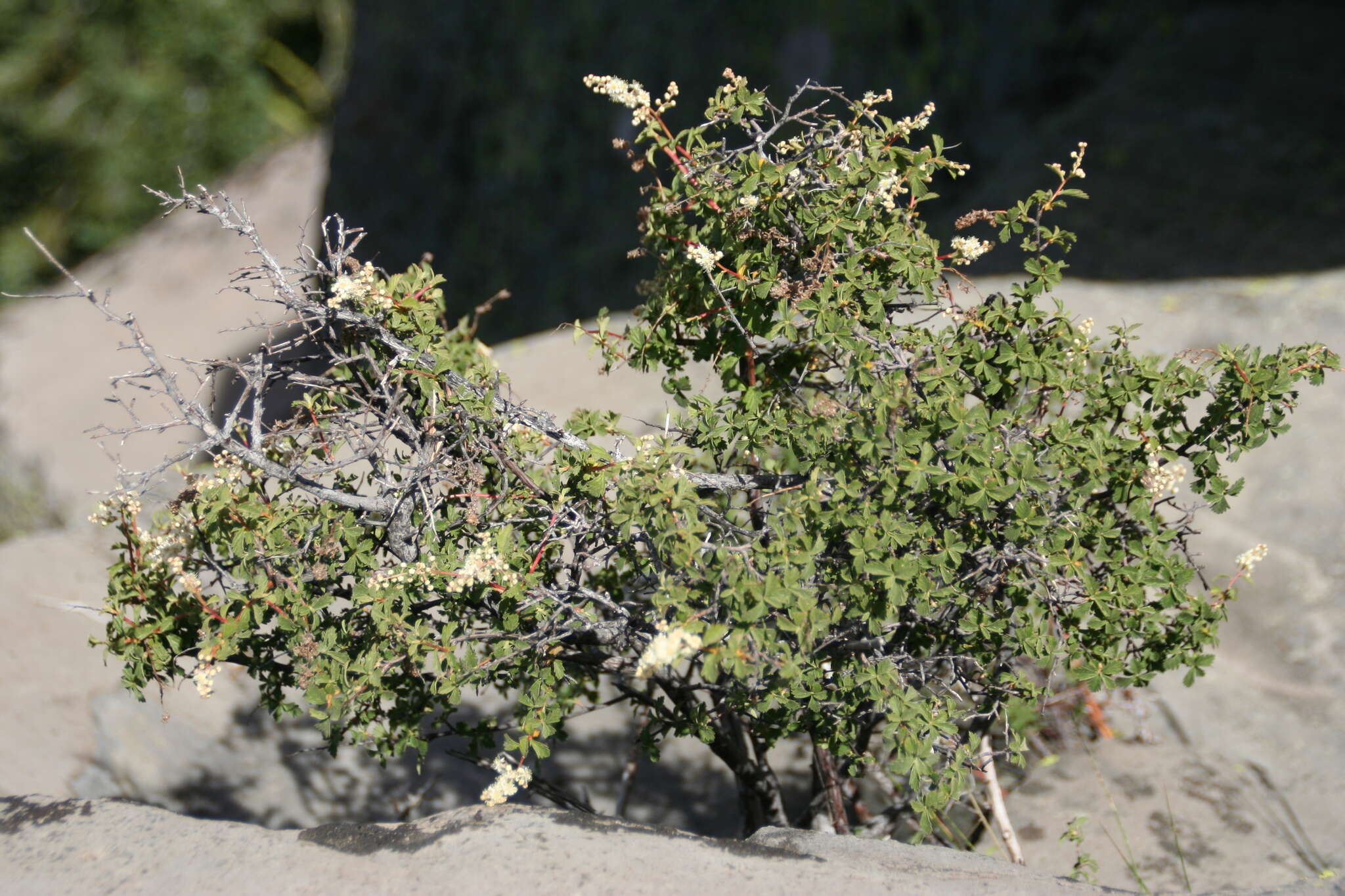 Image de Holodiscus discolor var. microphyllus (Rydb.) Jeps.