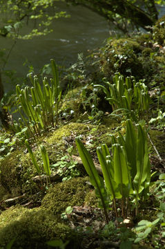 Image of Hart's tonguefern