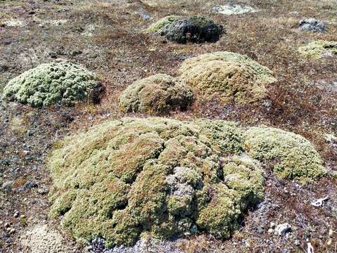 Image of Pimelea sericeovillosa Hook. fil.