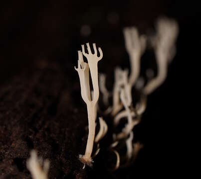 Image of Artomyces colensoi (Berk.) Jülich 1982