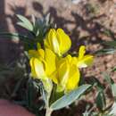 Image de Thermopsis dahurica Czefr.