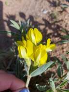 Image of Thermopsis dahurica Czefr.